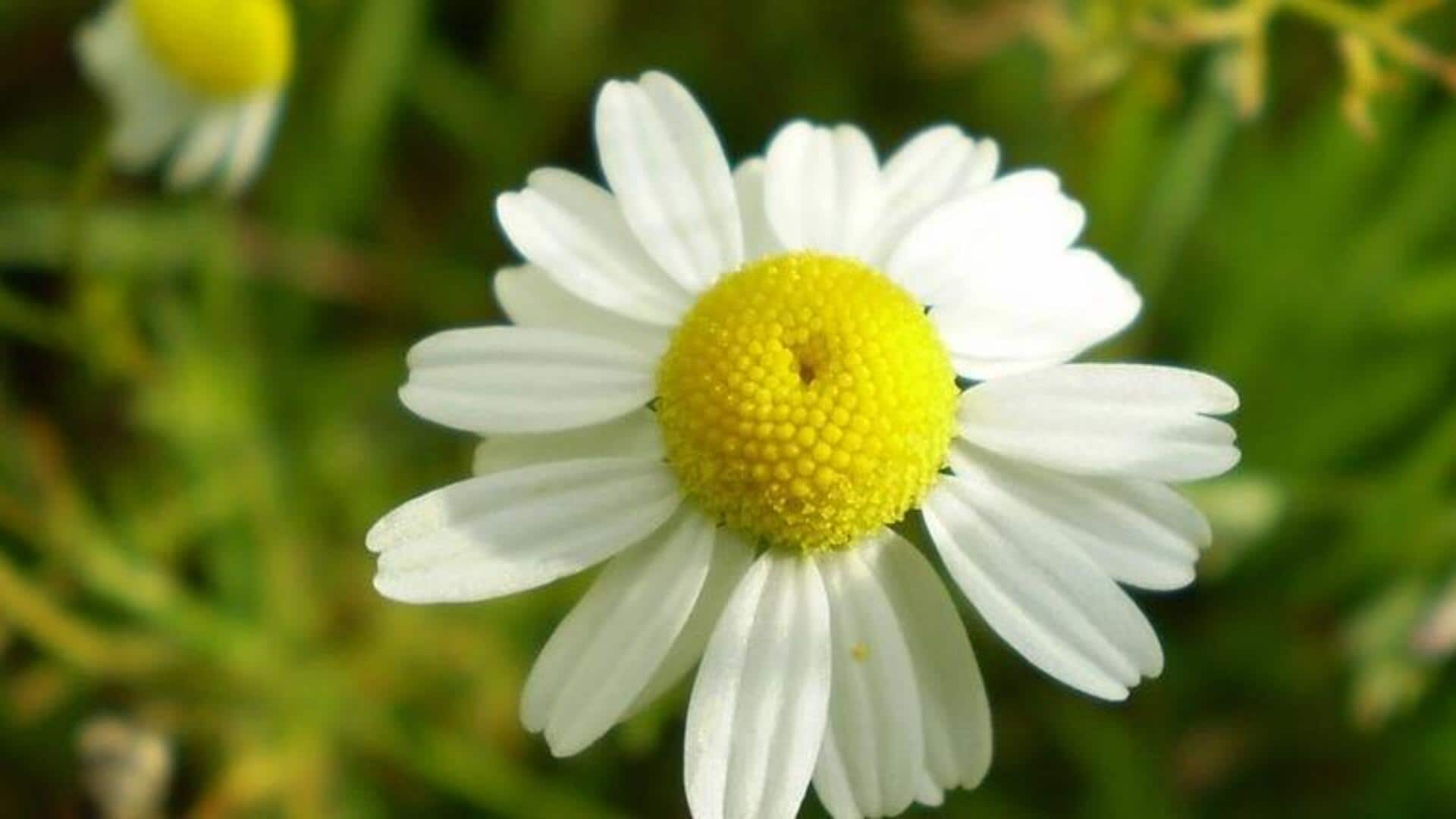 ดอกคาโมมายล์: เคล็ดลับเพื่อผิวสวยสงบและเปล่งปลั่ง