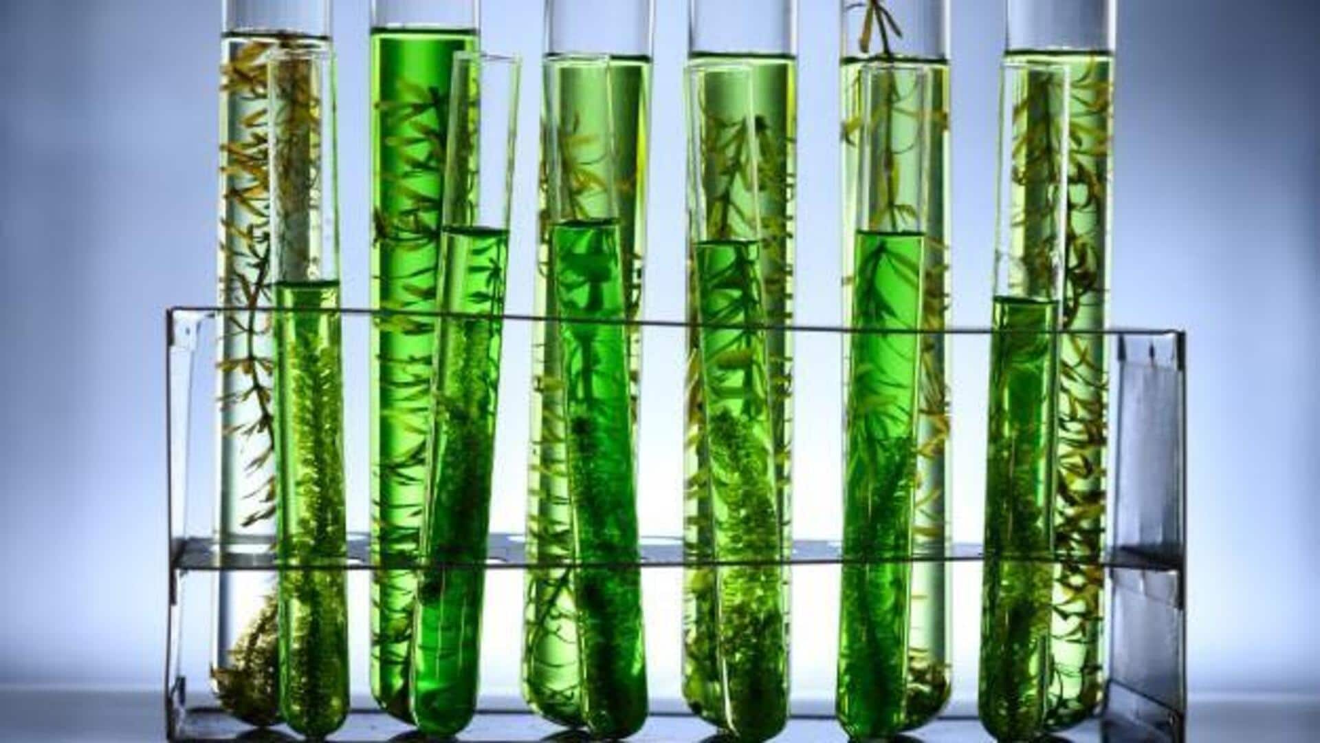 สารสกัดจากสาหร่าย: เคล็ดลับผิวกระจ่างใสและชุ่มชื้น