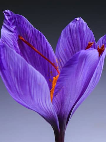5 health benefits of saffron