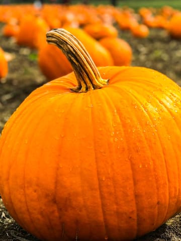 5 pumpkin recipes you must try