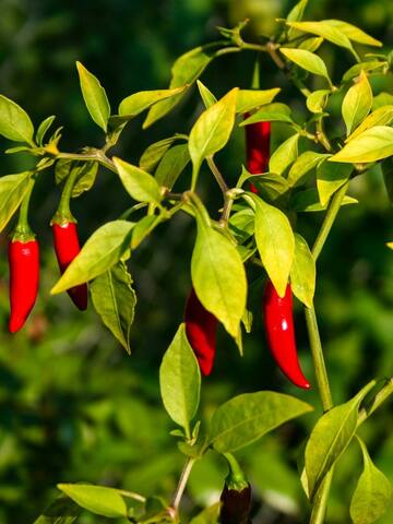 5 health benefits of cayenne pepper