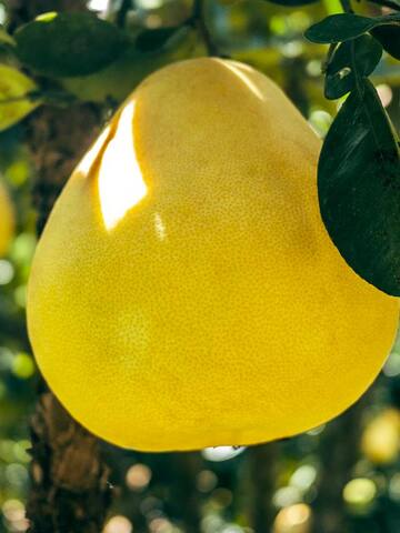 5 health benefits of pomelo