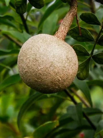 5 health benefits of wood apple