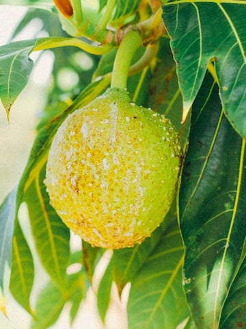 5 health benefits of breadfruit