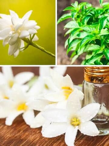 5 aromatic plants for a naturally scented home