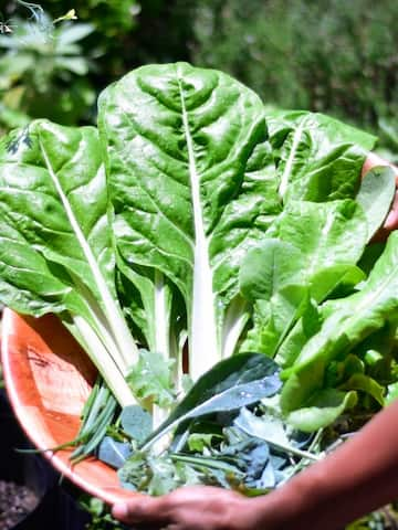 5 winter veggies to grow at home