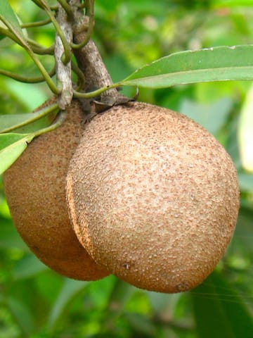 5 health benefits of sapota or chikoo