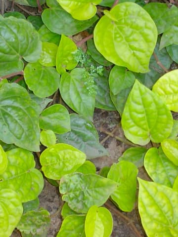 5 health benefits of betel leaves