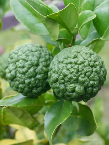 5 health benefits of kaffir lime