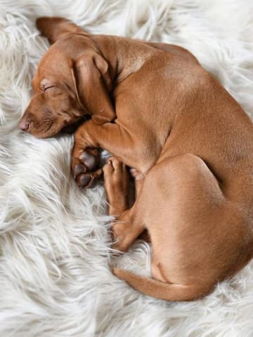 5 reasons why your dog is sleeping too much