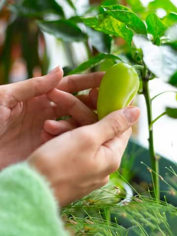 5 benefits of growing your own food