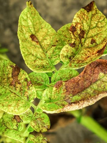 Be aware of these plant diseases