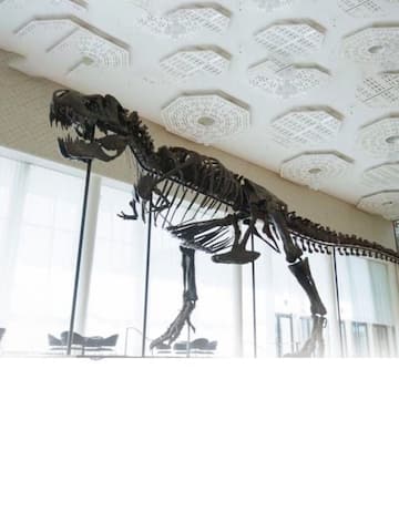 Dinosaur skeleton sells for Rs. 50 crore