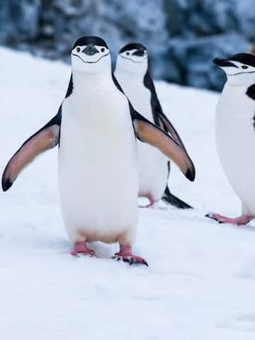 World Penguin Day 2023