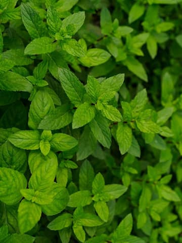 Ways to use fresh mint at home