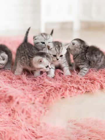 Tips to care for newborn kittens