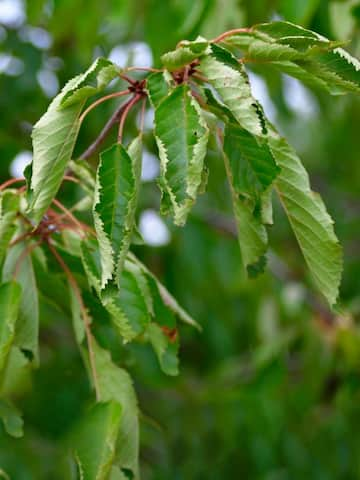 Why your plants' leaves are curling up