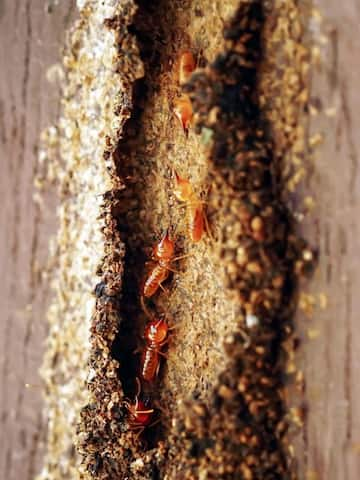 5 home remedies for removing termites