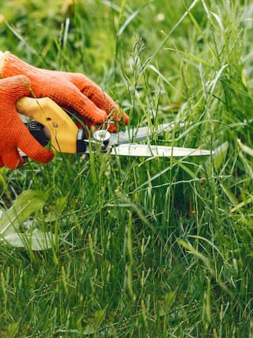 5 ways to kill garden weeds, naturally