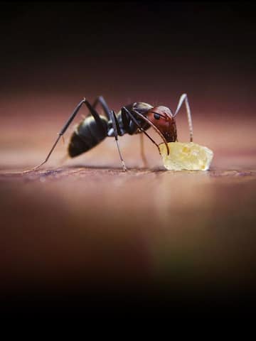 5 home remedies for getting rid of ants