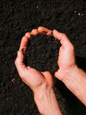 Two-thirds of species live in the soil