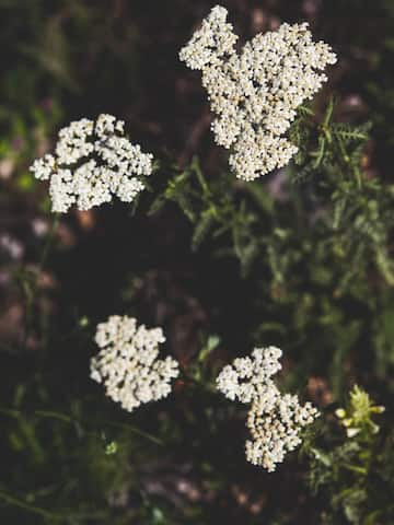 Health benefits of yarrow