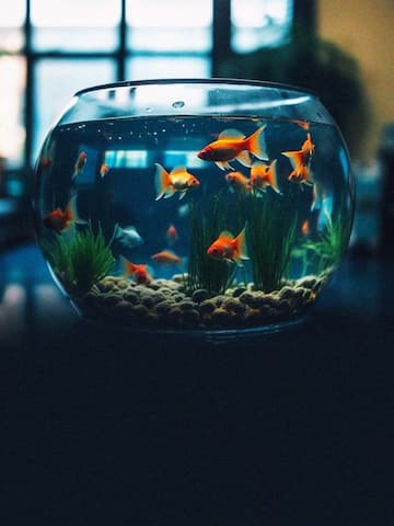 Aquarium mistakes to avoid