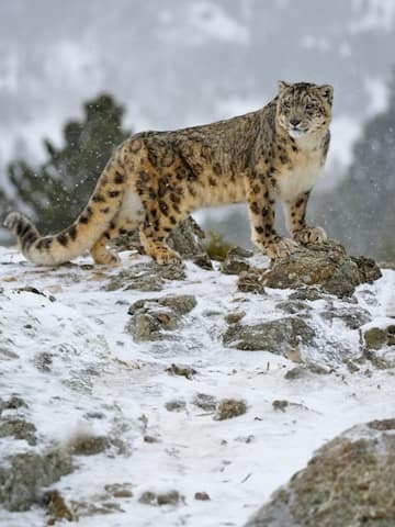 Interesting facts about snow leopard