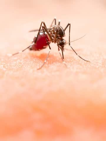 Foods that aid in dengue healing at home