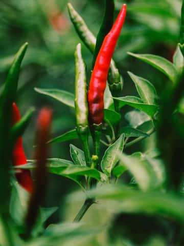 Easy-to-grow vegetables in Indian homes