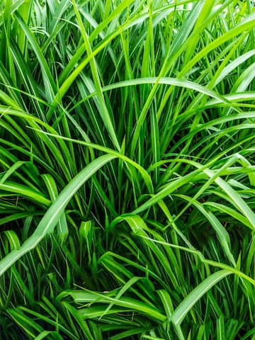 Health benefits of vetiver