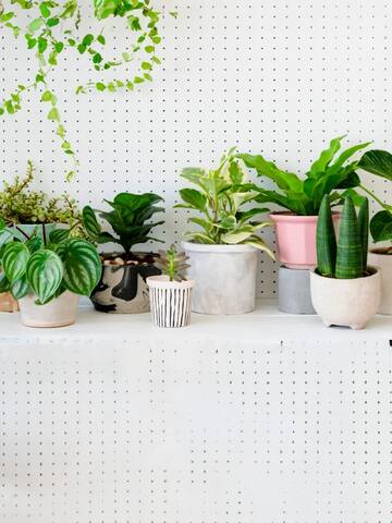 Winter care hacks for your indoor plants