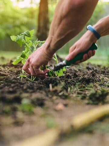 A guide to organic gardening