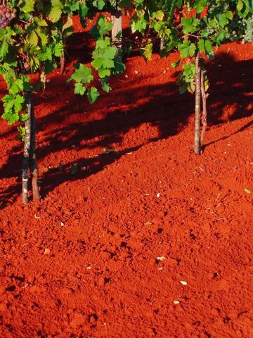 Plants you can grow in red soil