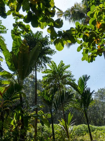 Rainforests in India