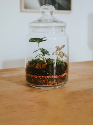 How to make a DIY terrarium