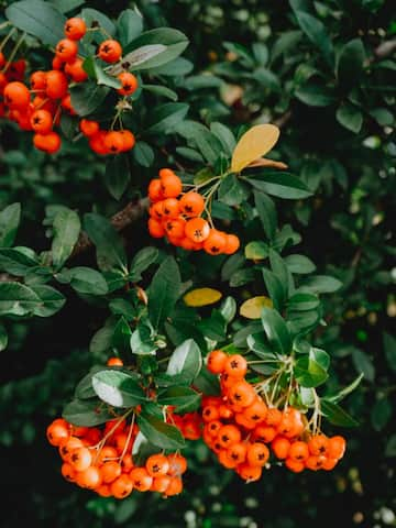 Health benefits of sea buckthorn