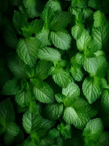 Five herbs for respiratory health