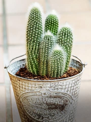 How to grow cactus at home