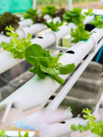 Guide to aquaponics