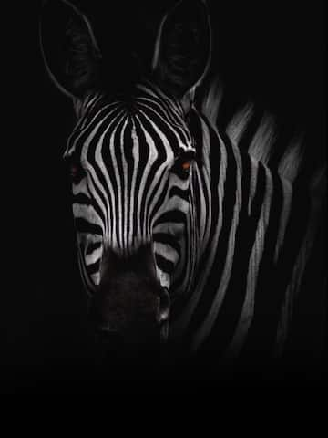 5 interesting facts about zebras