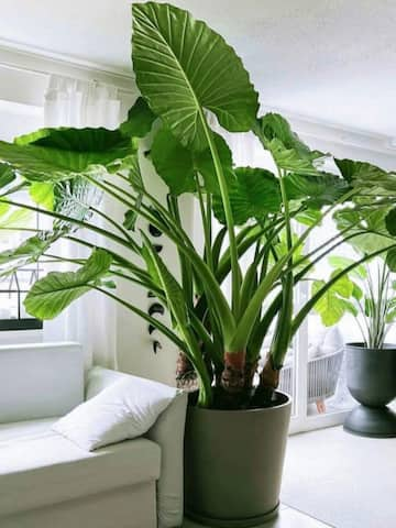 How to care for Elephant ear plants