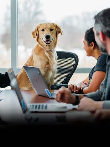 Bringing pet to office? Note these tips